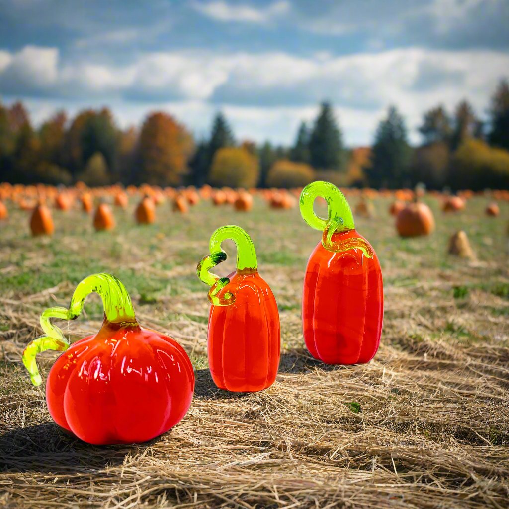 Micro Pumpkin Patch, Contest Winner