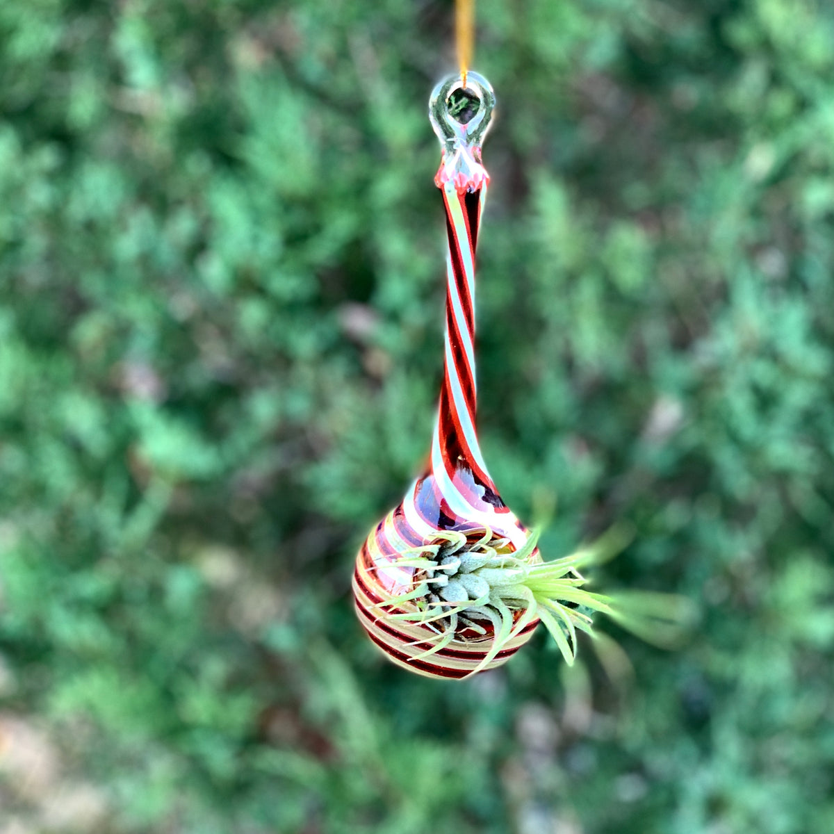 Air Plant Hanging Drop Vase 16