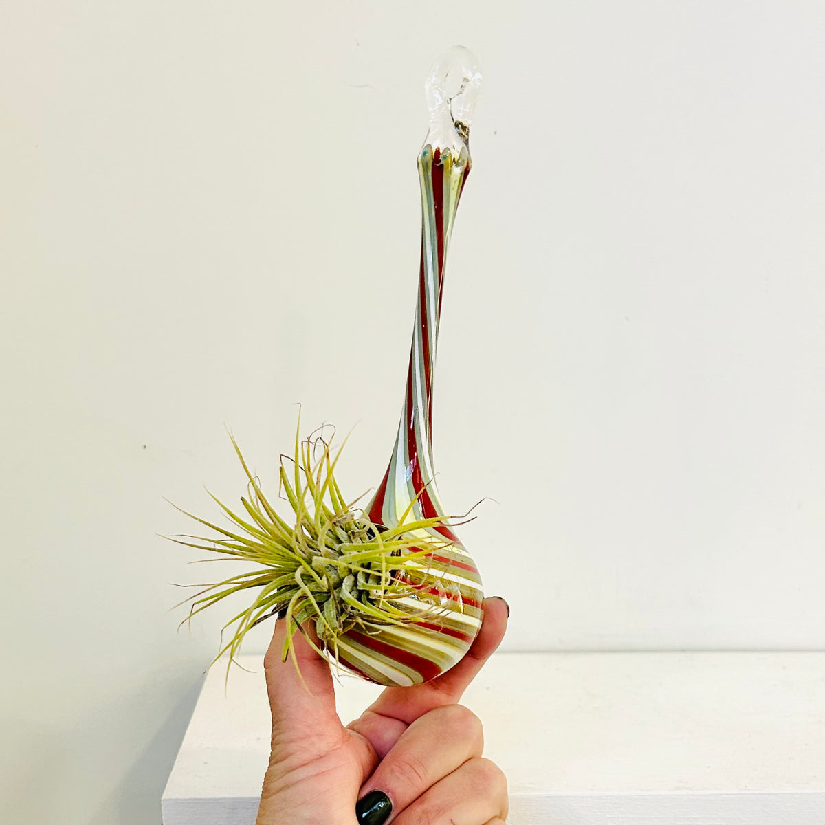 Air Plant Hanging Drop Vase 6