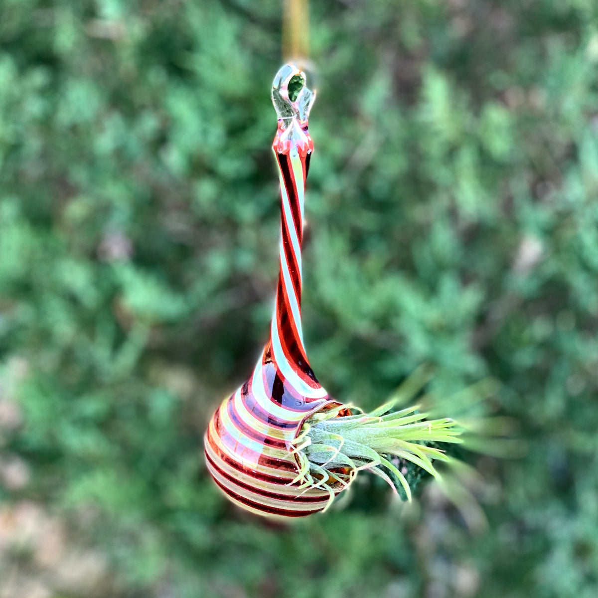 Air Plant Hanging Drop Vase 16