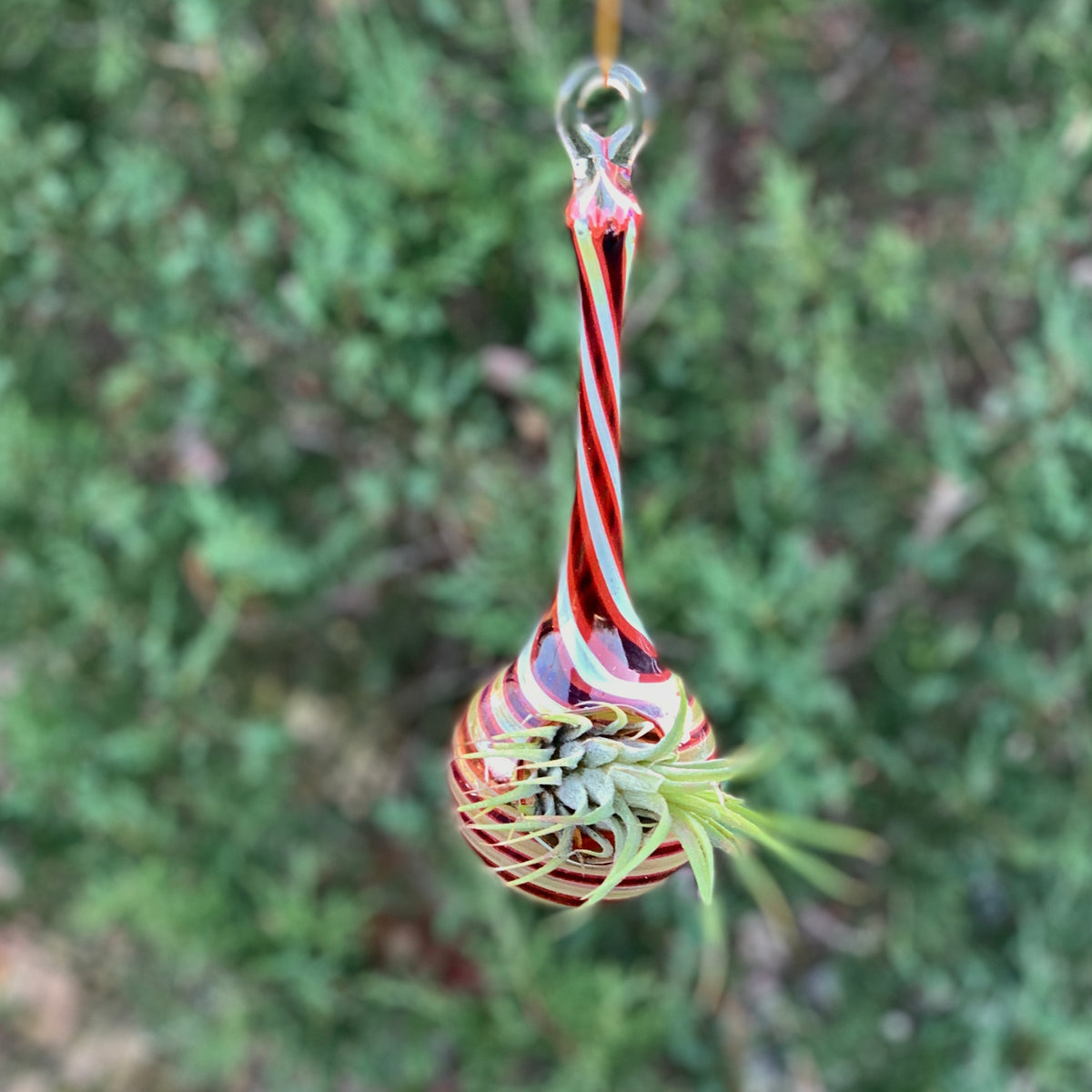 Air Plant Hanging Drop Vase 16