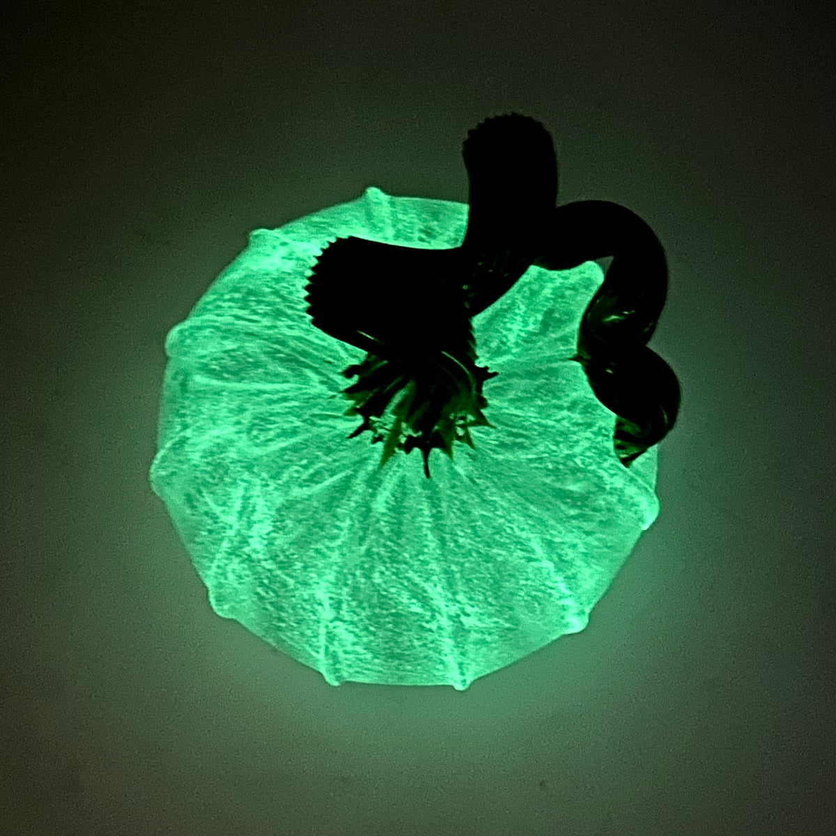 GLOW Mini Special Green Stem 15