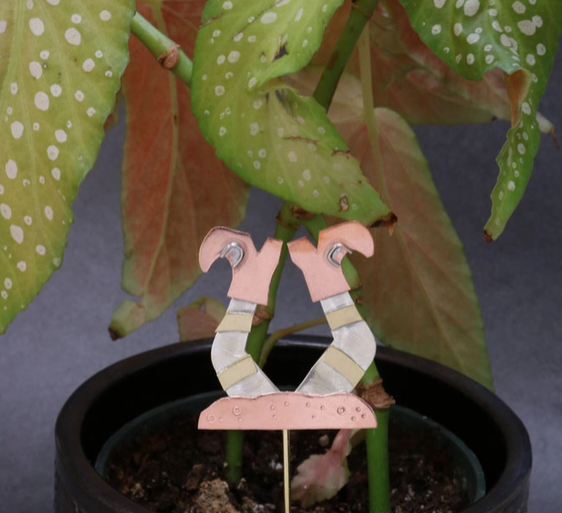 Halloween Plant Pals 11, Witch Legs