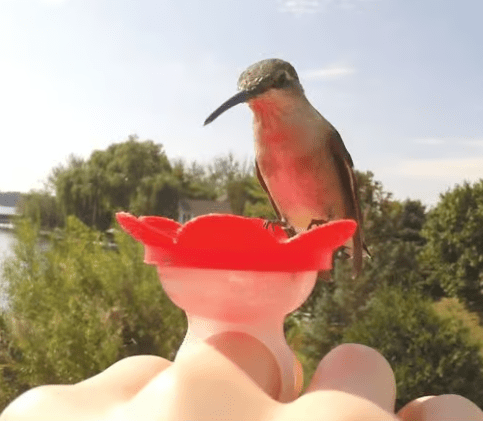 Hummingbird Feeder Ring Gift Essentials 