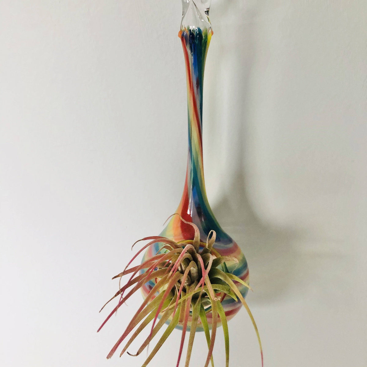 Air Plant Hanging Drop Vase 147 Luke Adams Glass Blowing Studio 