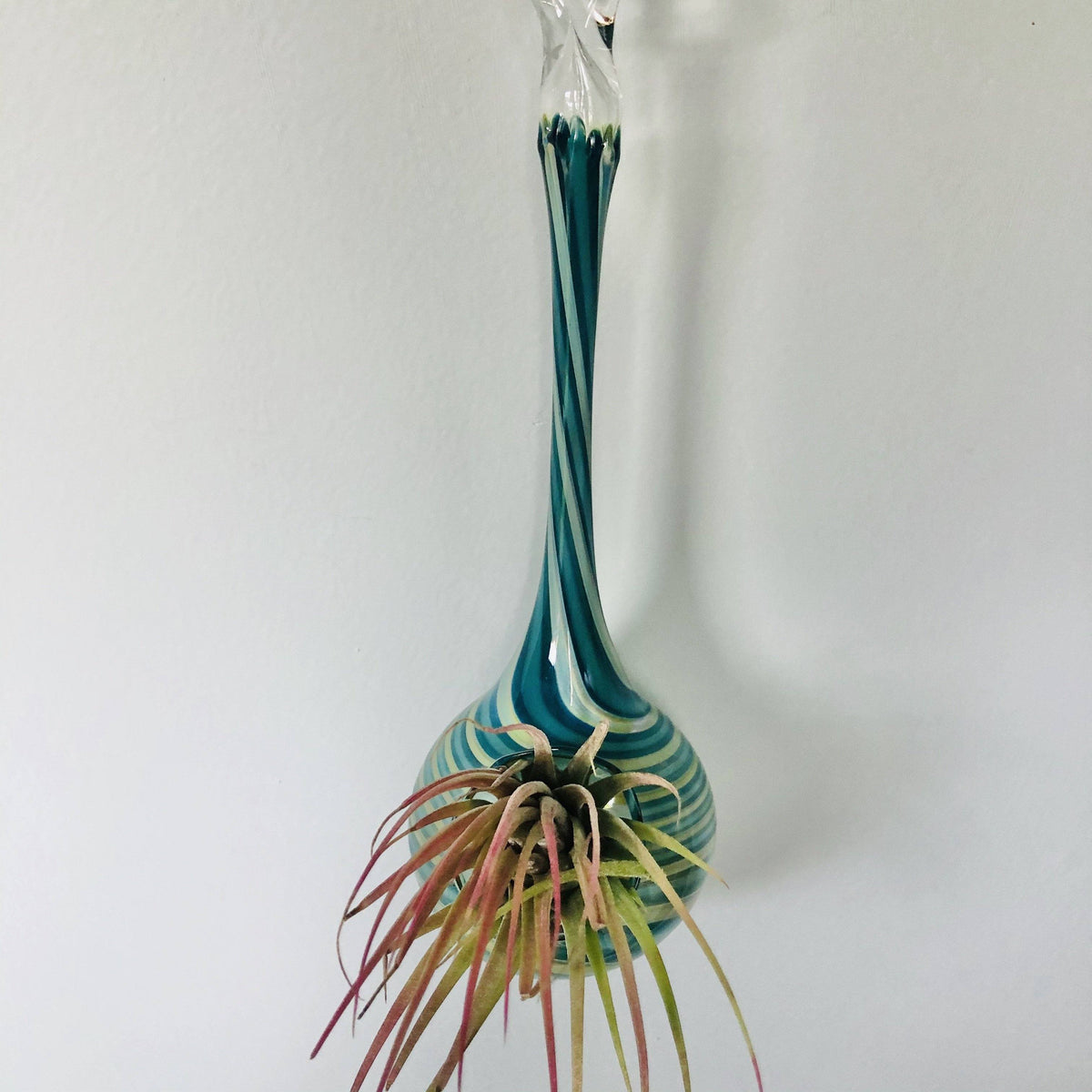 Air Plant Hanging Drop Vase 160 Luke Adams Glass Blowing Studio 