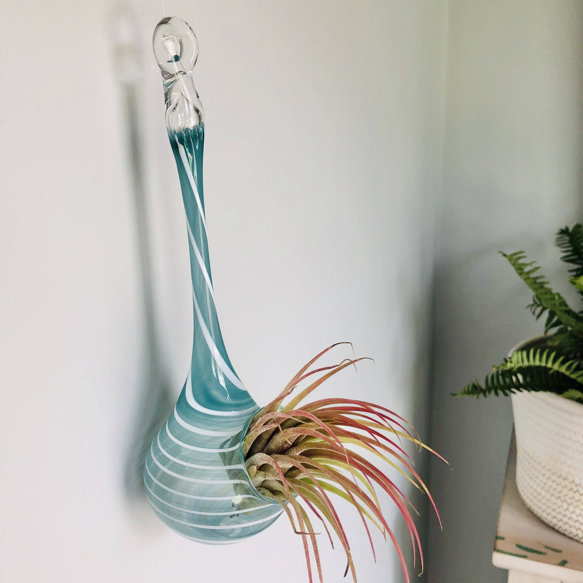 Air Plant Hanging Drop Vase 108 Luke Adams Glass Blowing Studio 