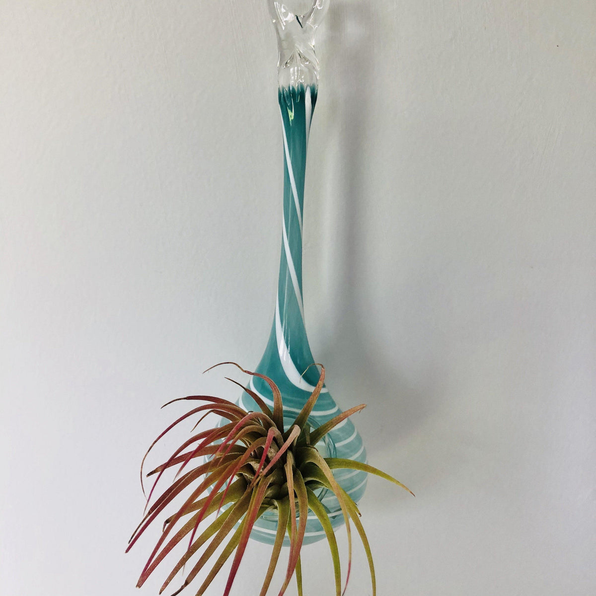 Air Plant Hanging Drop Vase 108 Luke Adams Glass Blowing Studio 